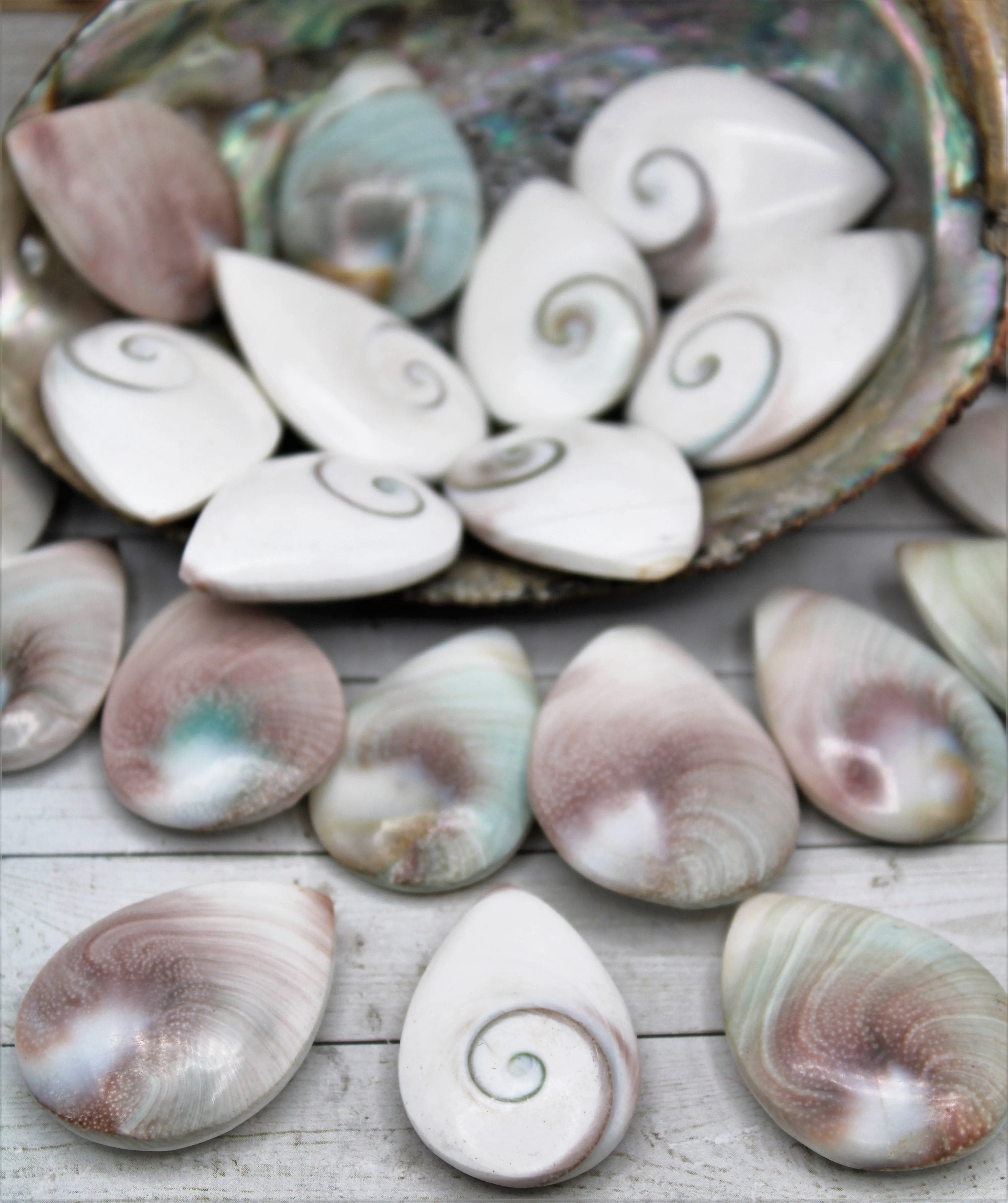 Shiva Eye Shells