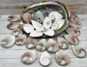 Shiva Eye Shells