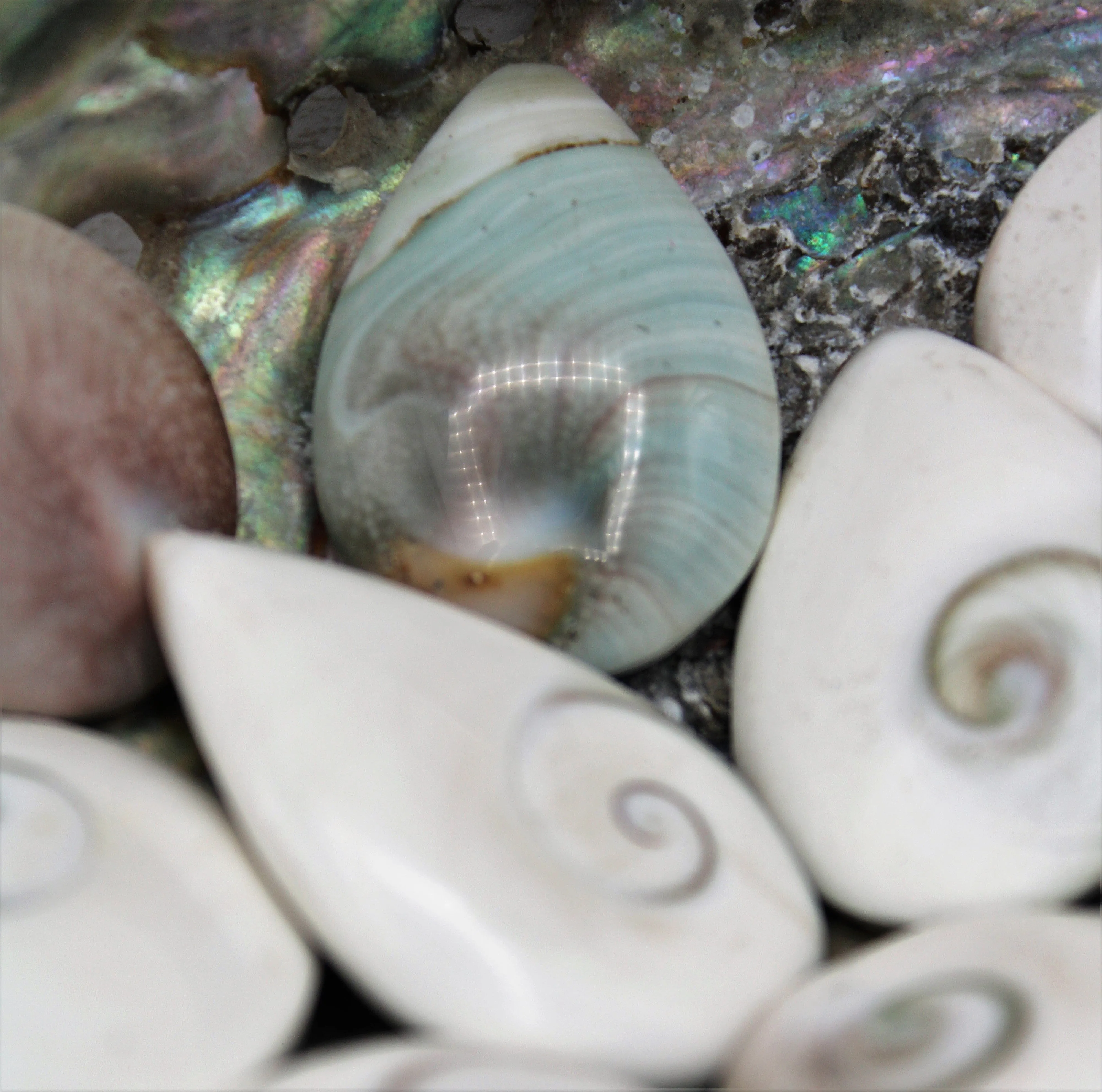 Shiva Eye Shells