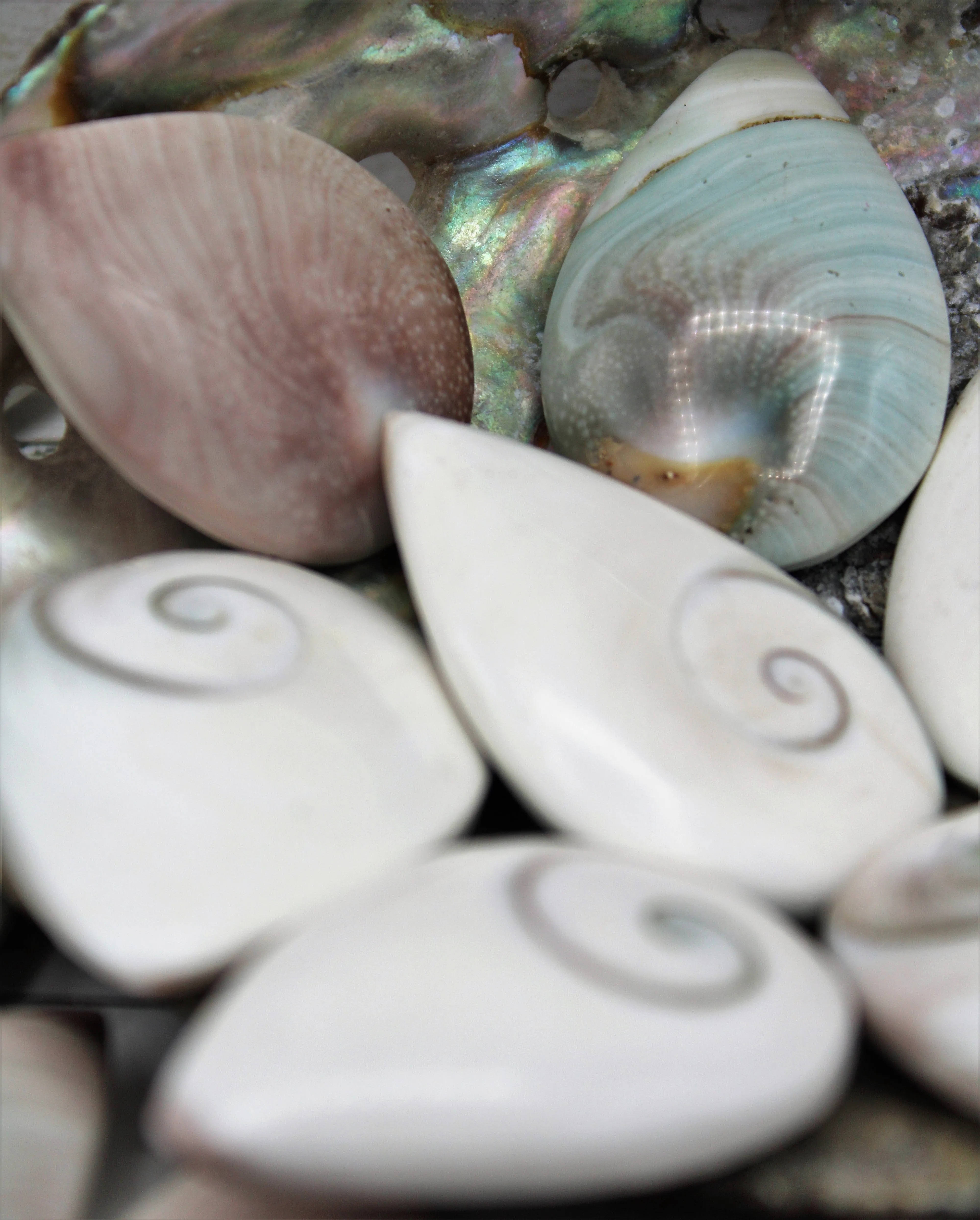 Shiva Eye Shells