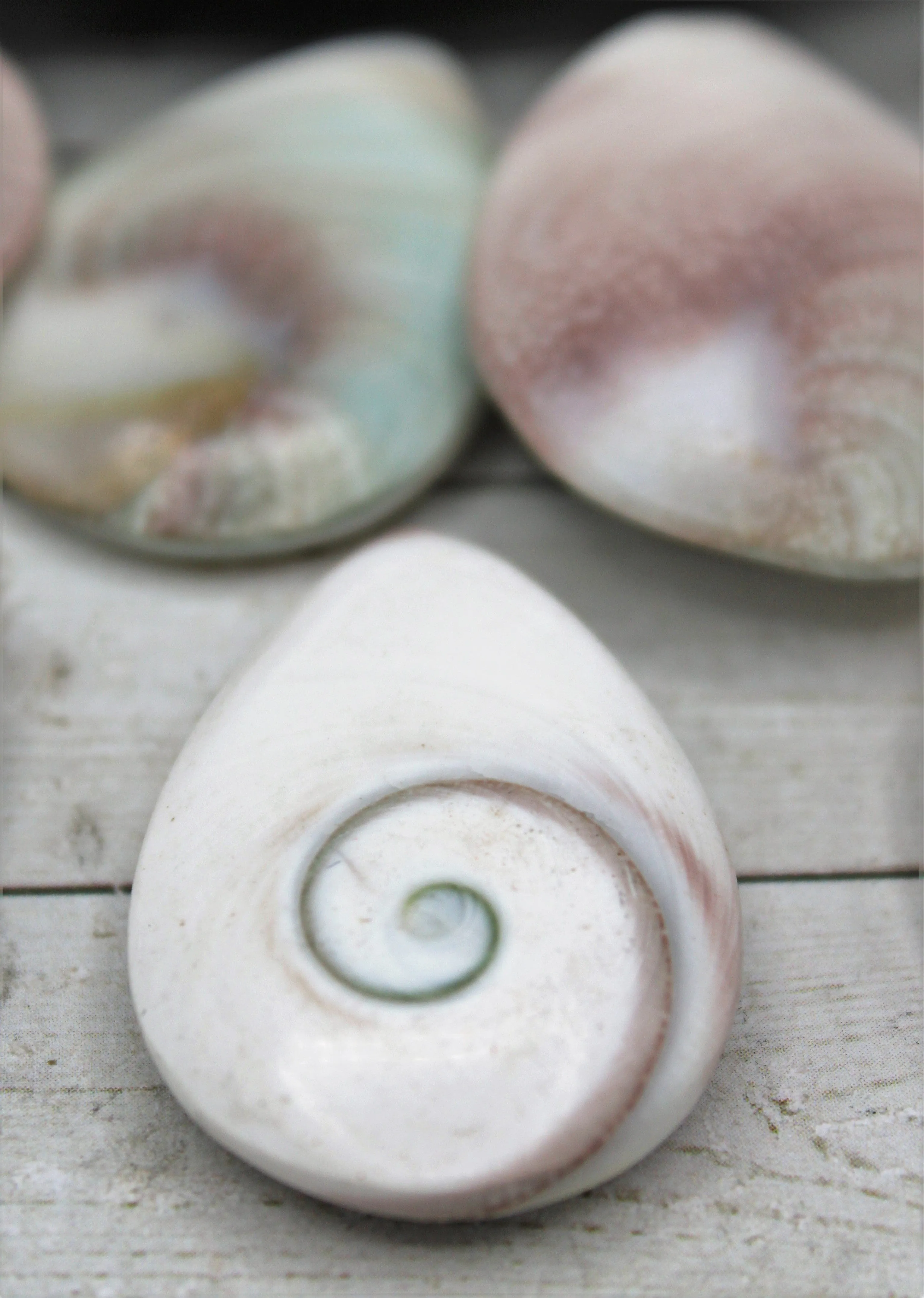 Shiva Eye Shells