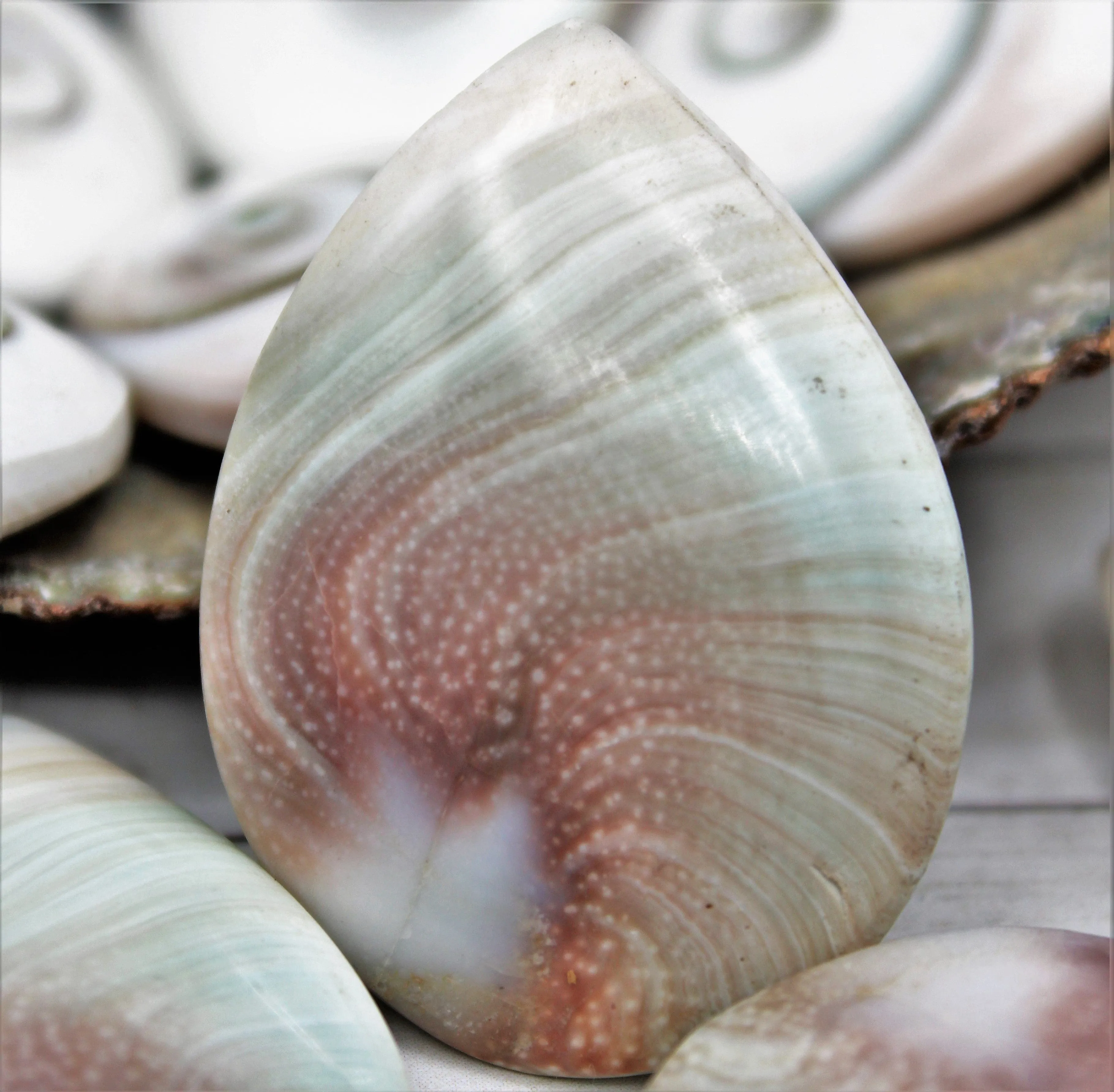 Shiva Eye Shells